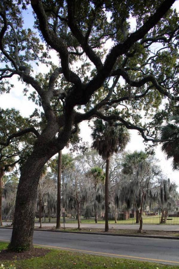 Restored Historic Home 5 Bedroom 4 And A Half Bath Savannah Exteriör bild